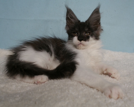 Maine Coon Cattery