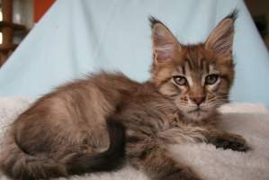 ADELA MainBastet,CZ