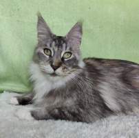 CALYPSO MainBastet,CZ