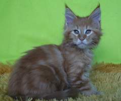 EDGAR MainBastet,CZ