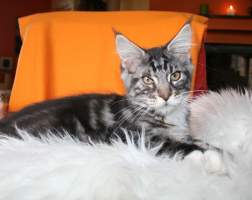 IAN MAIN BASTET,CZ