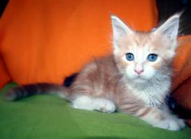 N�ASLAN Main Bastet,cz