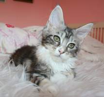 NAISHA Main Bastet,CZ