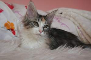 NELLA Main Bastet,CZ