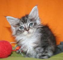 NIXIE Main Bastet,CZ