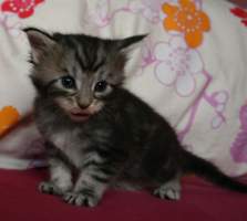 Romeo MAIN BASTET,CZ
