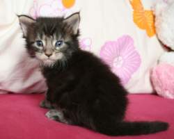 Rony MAIN BASTET