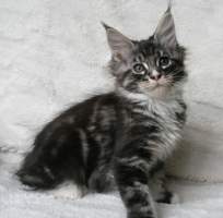 UGIN Main Bastet,CZ