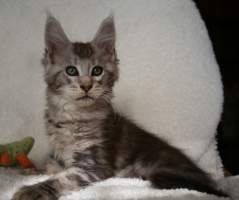 WALBERT MainBastet,CZ