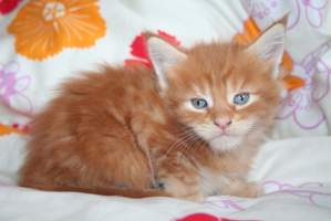 GARFIELD MAIN BASTET,CZ