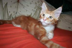 WILDBOY Main Bastet,CZ