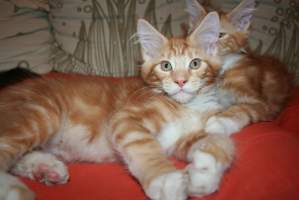 WILSON Main Bastet,CZ