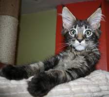 WIZARD Main Bastet,CZ