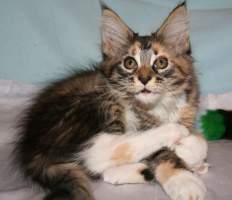 CHanel Main Bastet,CZ
