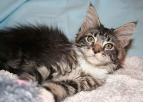 CHimaira Main Bastet,CZ