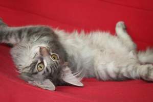 Galahad  Main Bastet,cz