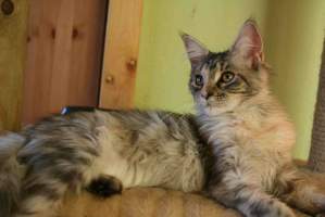 Hermiona Main Bastet,CZ
