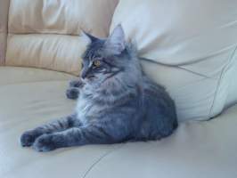 Iason Main Bastet,cz