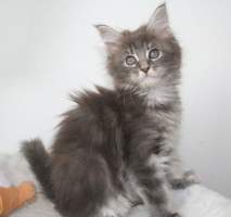 Jessica Main Bastet,CZ