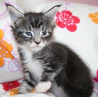 FIDELIO MAIN BASTET,CZ