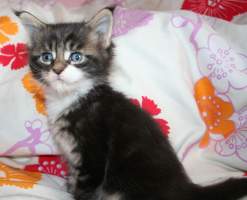 FIGARO MAIN BASTET,CZ