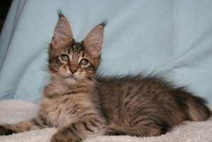 BELTAINE MainBastet,CZ 