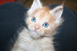 DEAR DIAMOND MAIN BASTET,CZ