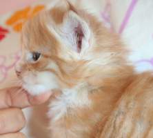 Eduard MAIN BASTET.CZ