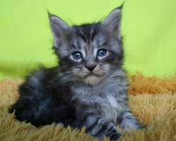 FAETON Main Bastet,CZ