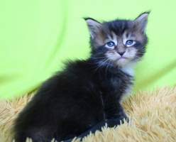 FORKYS Main Bastet,CZ