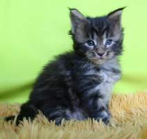 FREYA Main Bastet,CZ