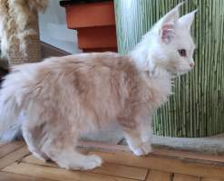 HELADA MainBastet,CZ