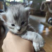 HOLY MainBastet.CZ