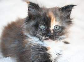 JASMINA MAIN BASTET,CZ
