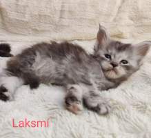 LAKSMI MainBastet,cz