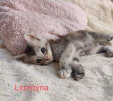 LEONT�NA MainBastet,cz