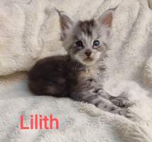 LILI MainBastet,CZ