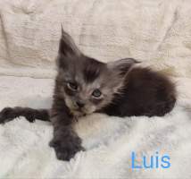 LUIS MainBastet,CZ