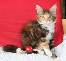 MORGIANA Main Bastet,CZ