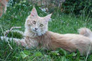 Ofelie MAIN BASTET,CZ
