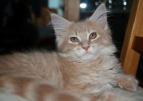 Ornela MAIN BASTET,CZ