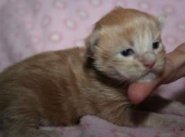 R�MA MAIN BASTET,CZ