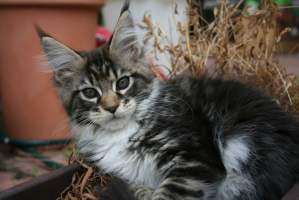 SHAKIRA Main Bastet,CZ