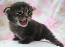 ULRIC fon Main Bastet,CZ