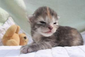 VICTORIA Main Bastet,CZ