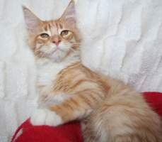 YENKEE Main Bastet,CZ