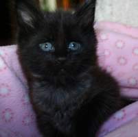 MERLIN Main Bastet,cz