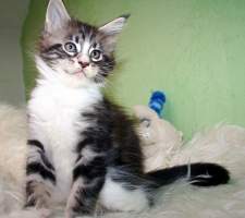 MOJ�͊ Main Bastet,cz