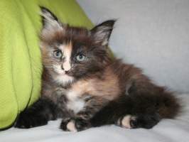 LILLY MAIN BASTET,CZ